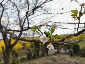 桜　開花宣言